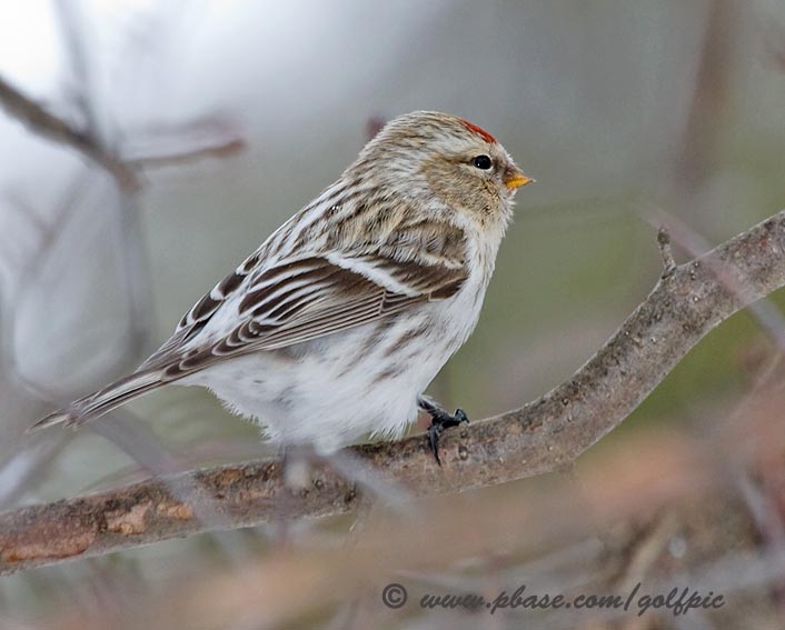 hoary-redpoll1x.jpg