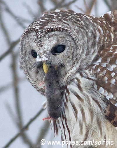 Barred Owl with rodent