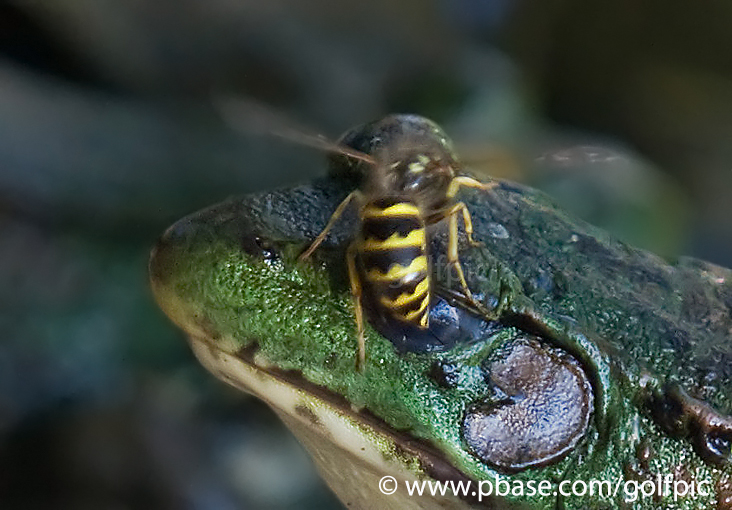 Yellow Jacket wasp stings frog