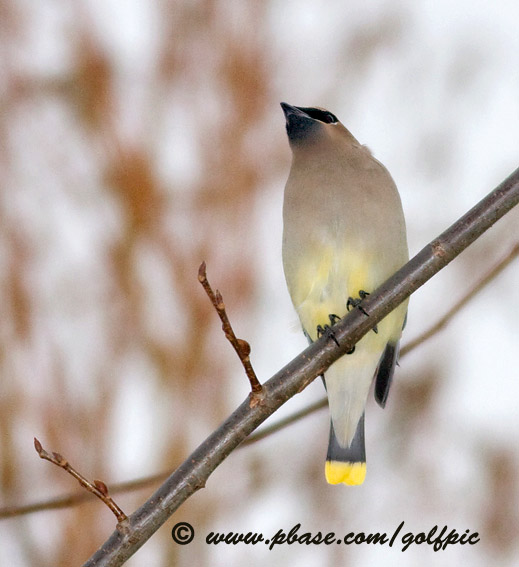 cedar-waxwing2007x.jpg