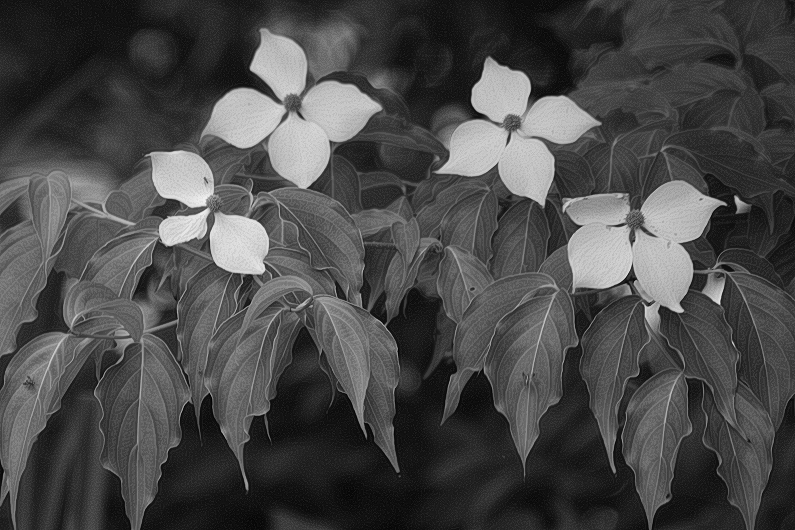 Strange flowers