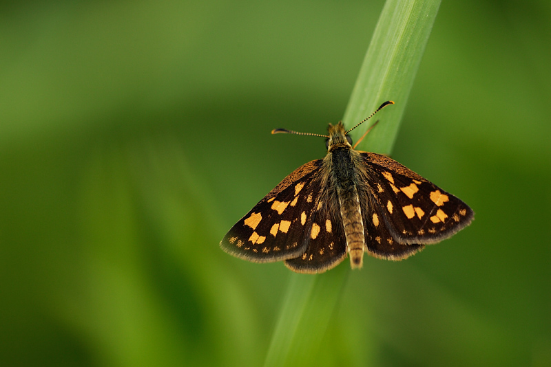 chiquier / Arctic Skipper /   Carterocephalus palaemon