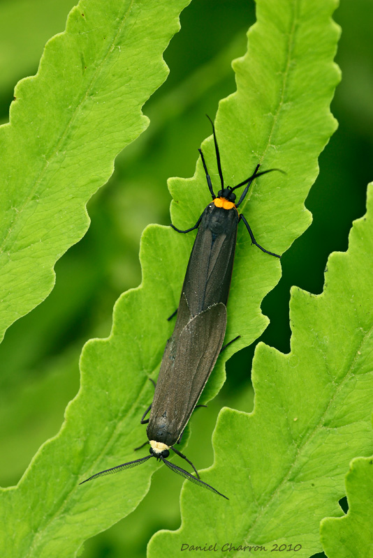 cisseps col orang / Yellow-collared scape moth / Cisseps fulvicollis