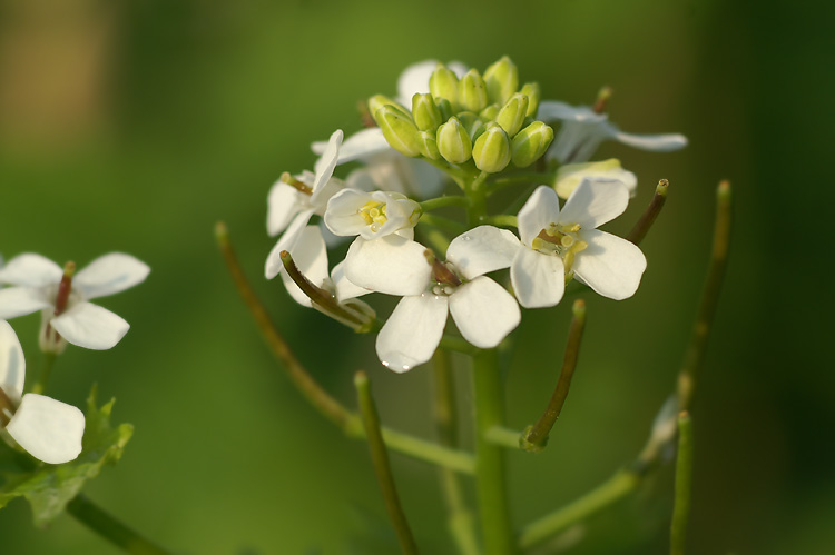 Garlic mustard