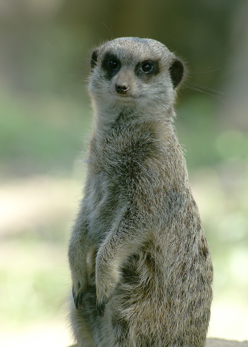 Meerkat