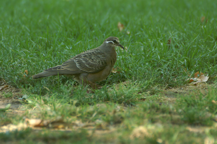 Common Bronzewing