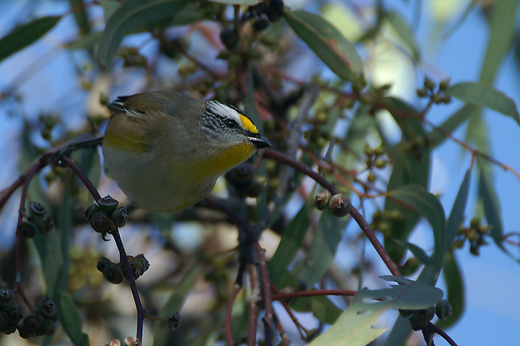 Striated Pardalote
