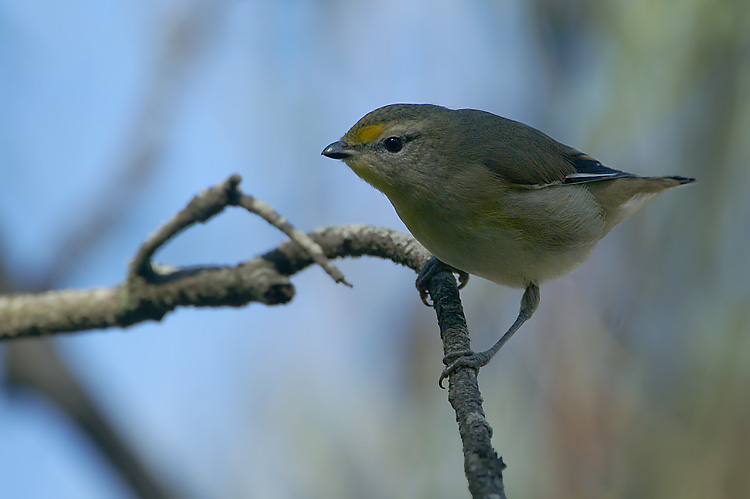 Striated Pardalote
