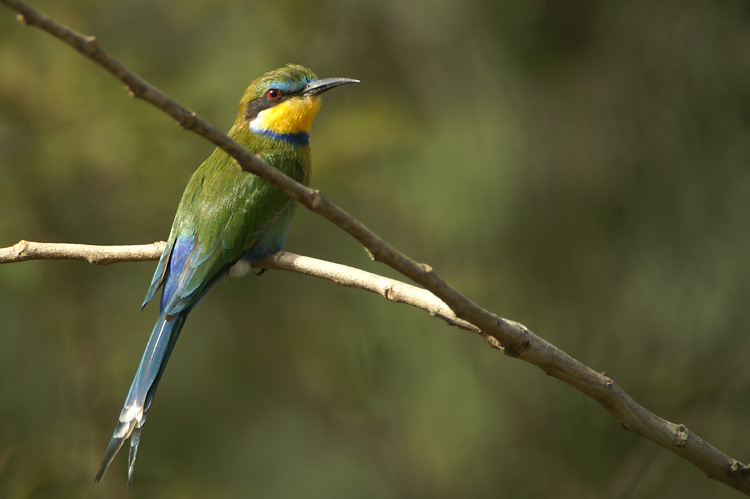 Swallow-tailed Bee-Eater