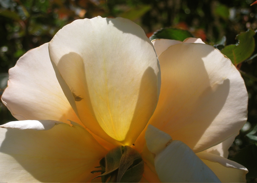 Mission Rose