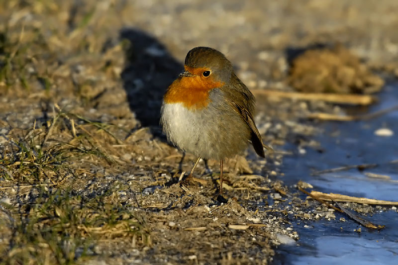 Erithacus rubecula - Tascica - Robin