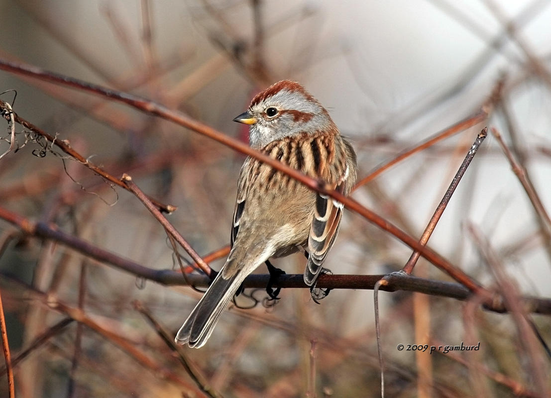 Tree Sparrow IMG_1721.jpg