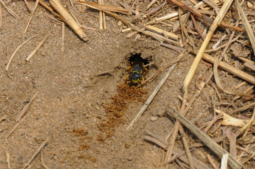 Thursday, 6/2/11  ground wasp