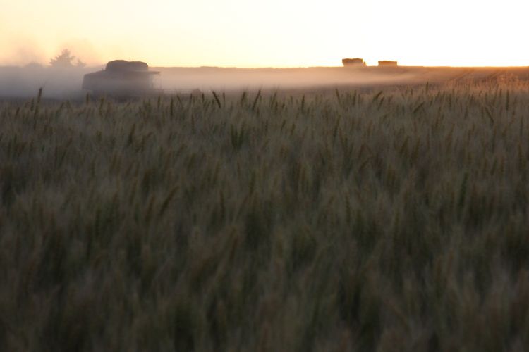 Evening Harvest