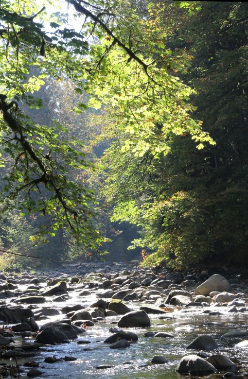 Raging River Natural Area