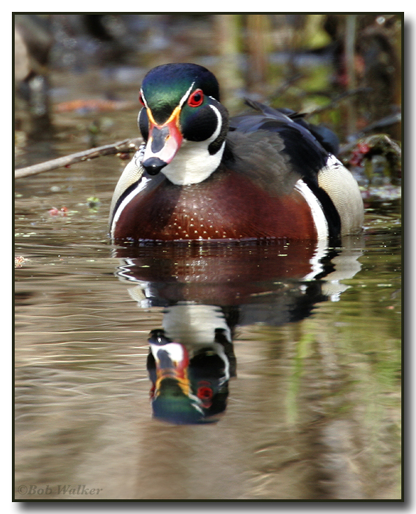 Wood Duck