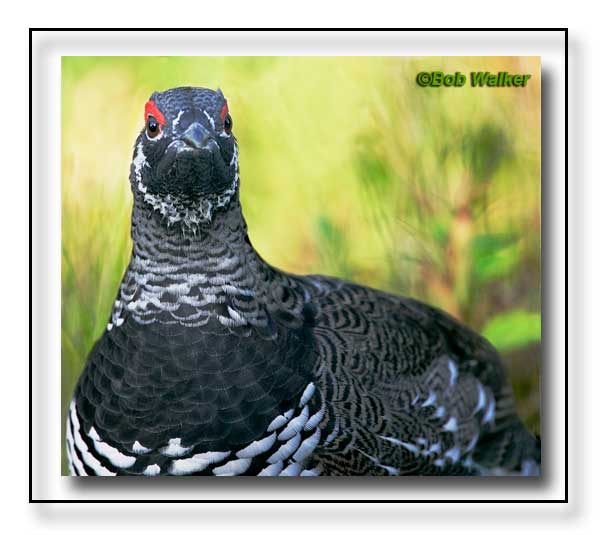 Male Spruce Grouse, Heres Looking At You