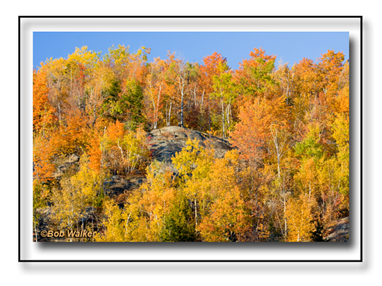 Adirondack Fall Foliage As Seen Along Rt.173 In The High Peaks