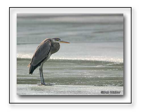 A Real Cool Great Blue Heron