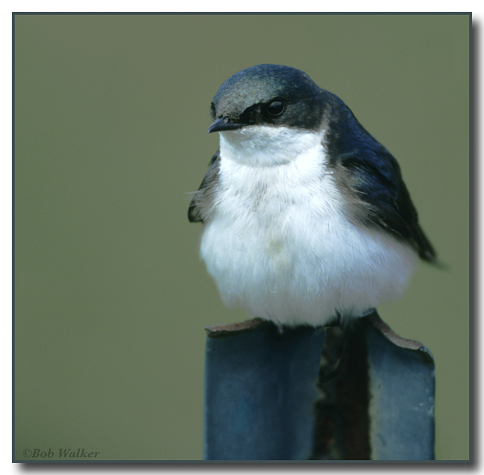 Tree Swallow (Tachycineta bicolor)