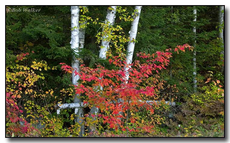Red Among The Trees