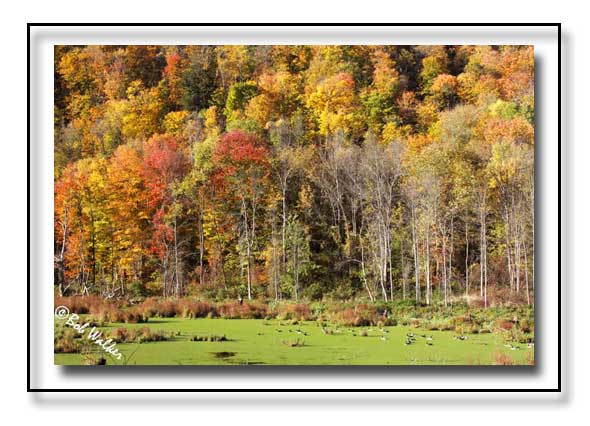 A Typical Fall Scene In Rural New York