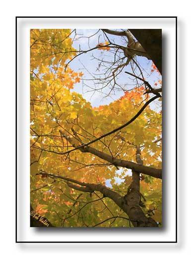 A Fall Look Through The Tree Canopy