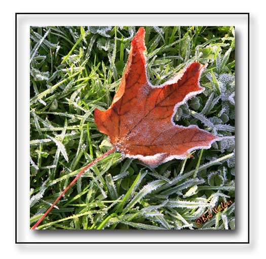 A Frosty Morning Signals The Start Of Another Season