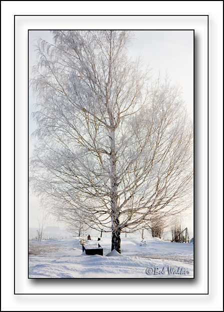 Cloaked In A Morning Frost