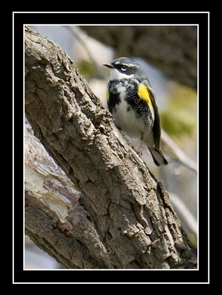 Yellow-rumped Warbler (Dendroica coronata)