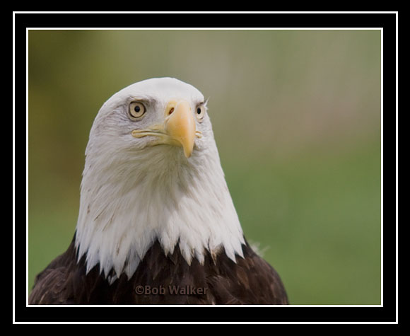 Another Look At Our American Bald Eagle