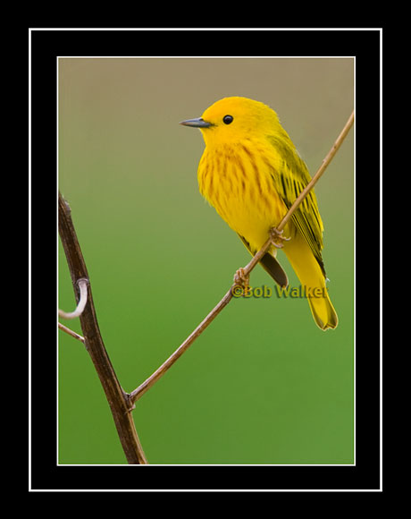 Yellow Warbler (Dendroica petechia)
