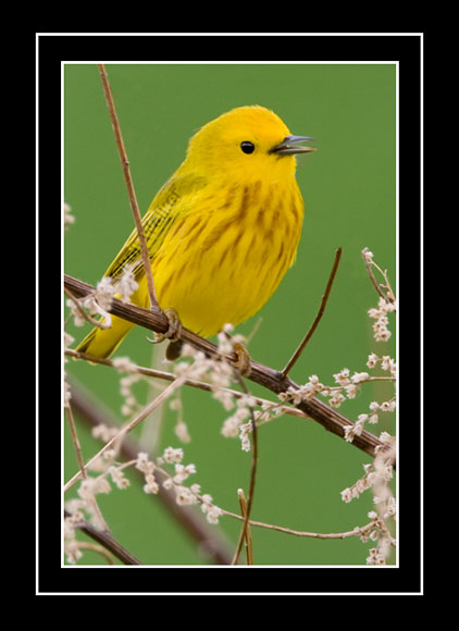 Yellow Warbler (Dendroica petechia)