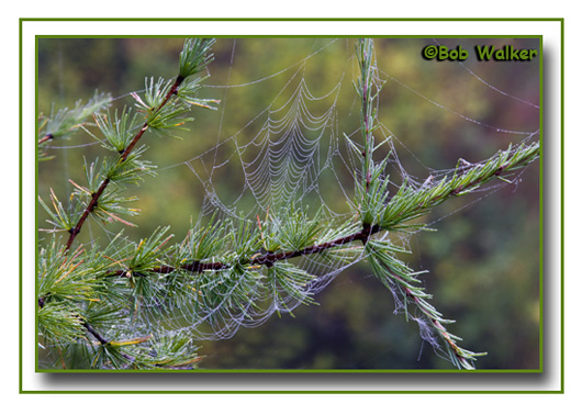 A Web Of Life