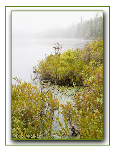 The Shoreline Cloaked In Fog