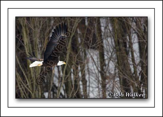 Mature Eagle In Flight Along Edge Of Woodlot