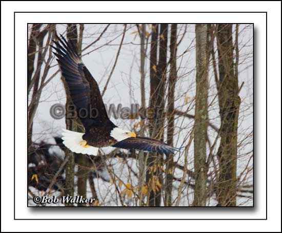 Mature Eagle Making An Approach