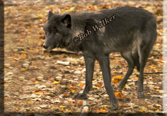 The Wolf Continues Its Search For Food But Is Ever Alert While Doing So