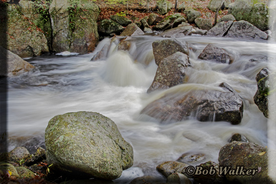 Greenwood State Forest s Meandering Flow