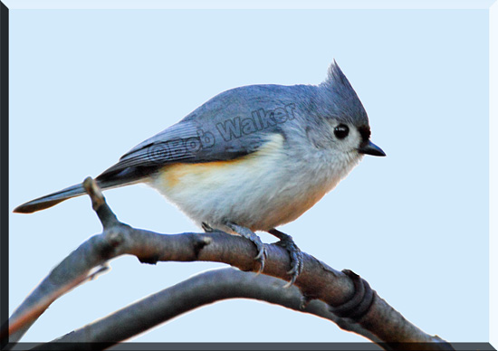 Tufted Titmouse