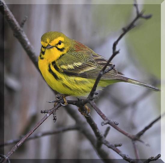 Prairie Warbler Watching Me