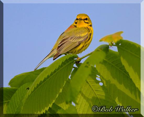 A Prairie Warbler Perches On Some Leaves 