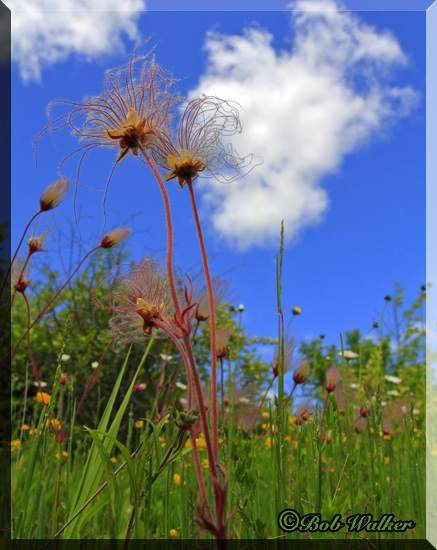 Prairie Smoke