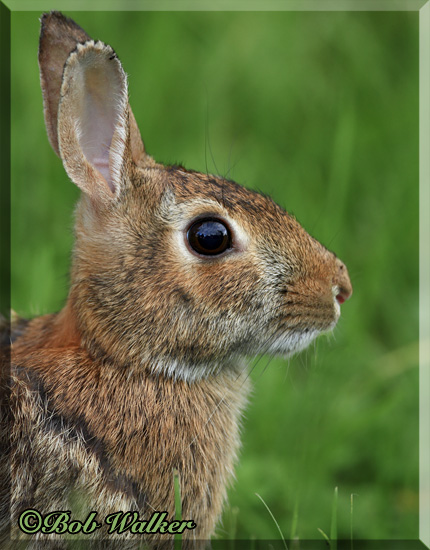 The Wild Rabbit