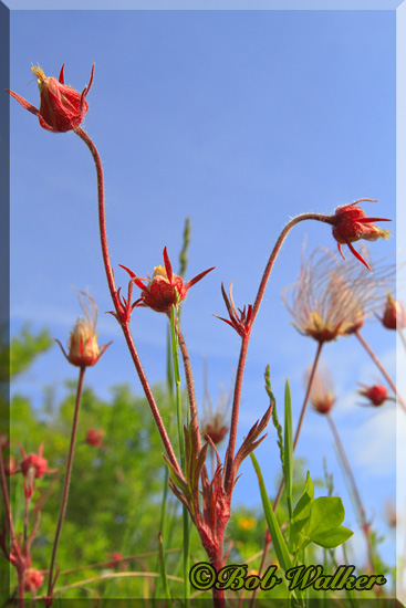 I Call This Prairie Smoke Mingling