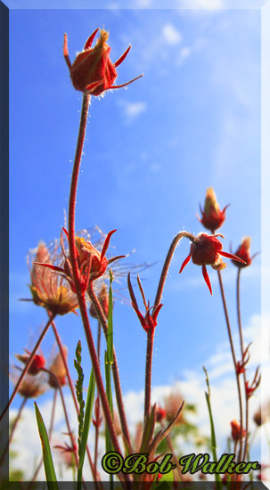 Prairie Smoke At Its Start