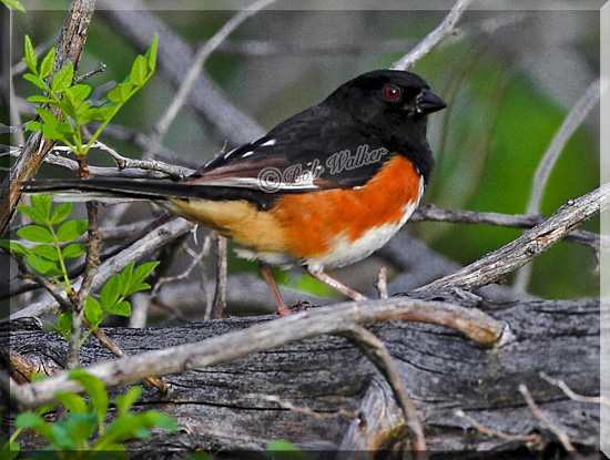 Eastern Towhee (Pipilo erythrophthalmus)