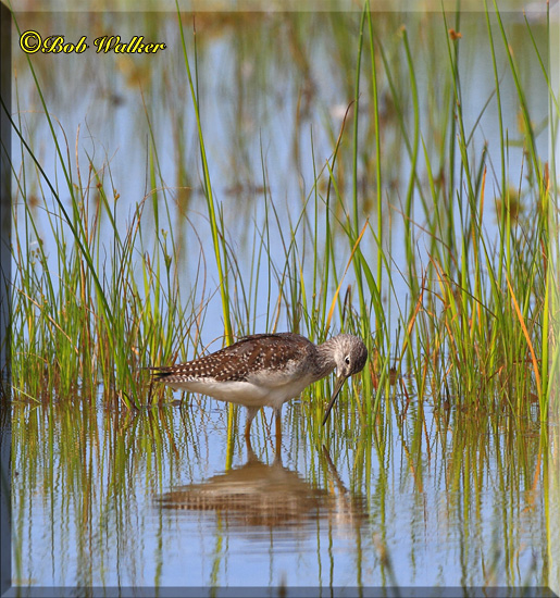 A Lesser Yellowlegs (Tringa flavipes)