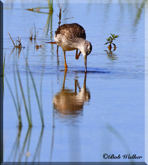 Lesser Yellowlegs, Gotta An Itch