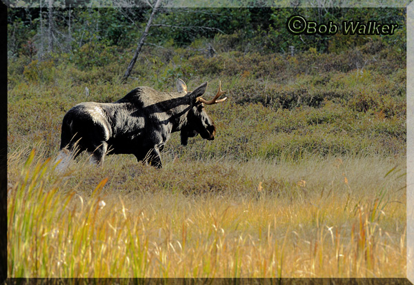 Young Bull Moose Making His Way To The Forest Edge